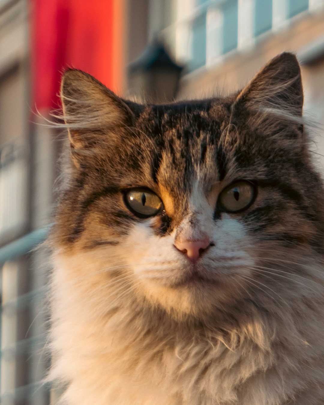 Golden Hour Cat
