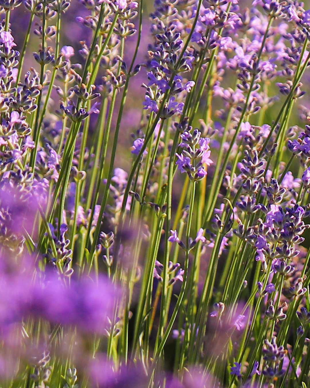 Lavender Field
